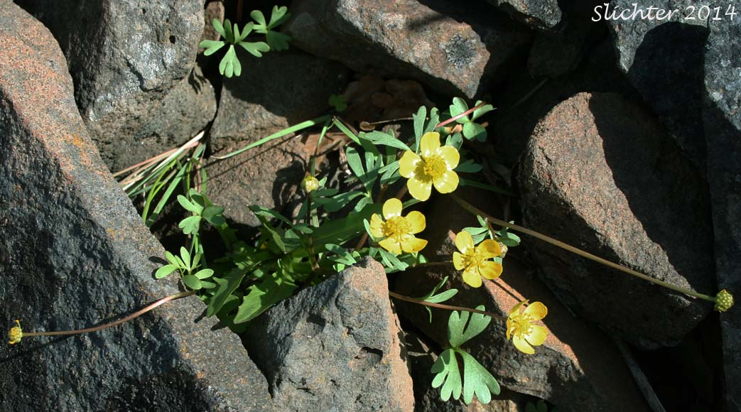 Basalt Buttercup: Ranunculus basalticus