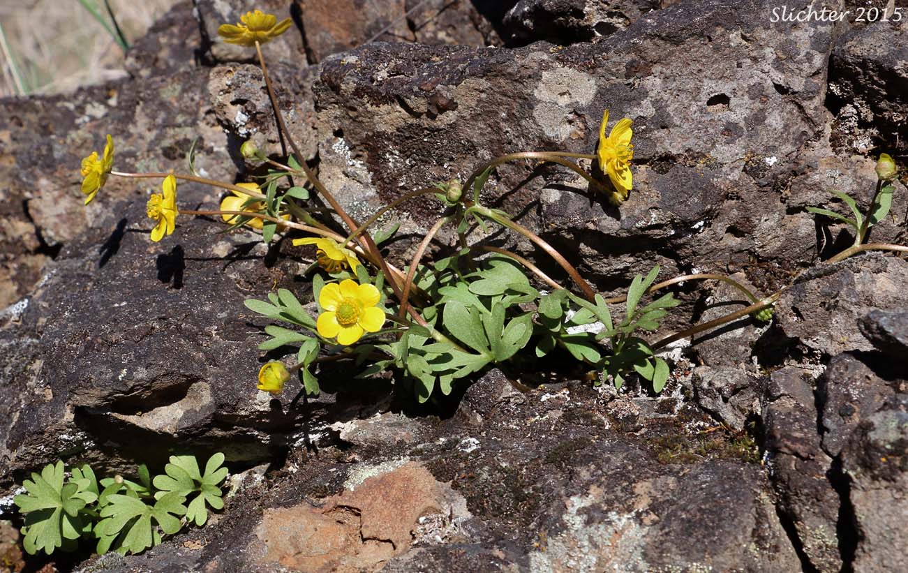 Basalt Buttercup: Ranunculus basalticus