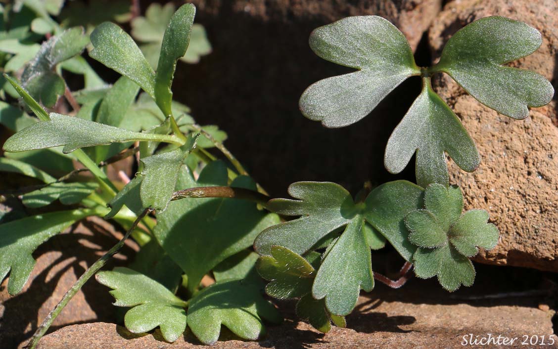 Basalt Buttercup: Ranunculus basalticus