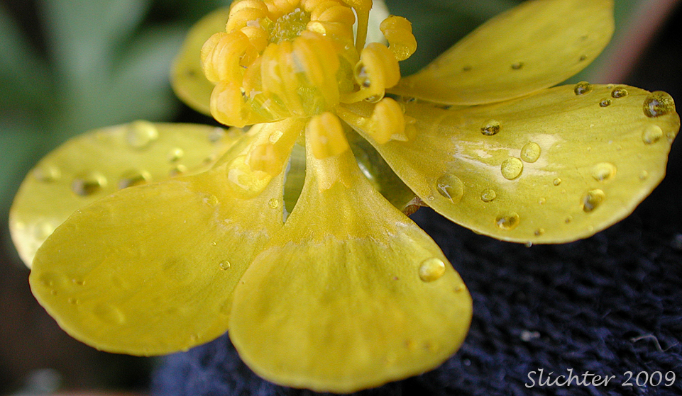 Flower and nectary of Basalt Buttercup: Ranunculus basalticus