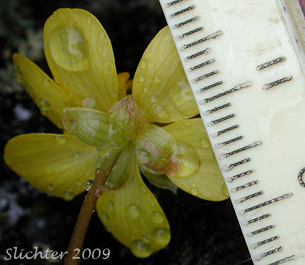 Flower size of Basalt Buttercup: Ranunculus basalticus