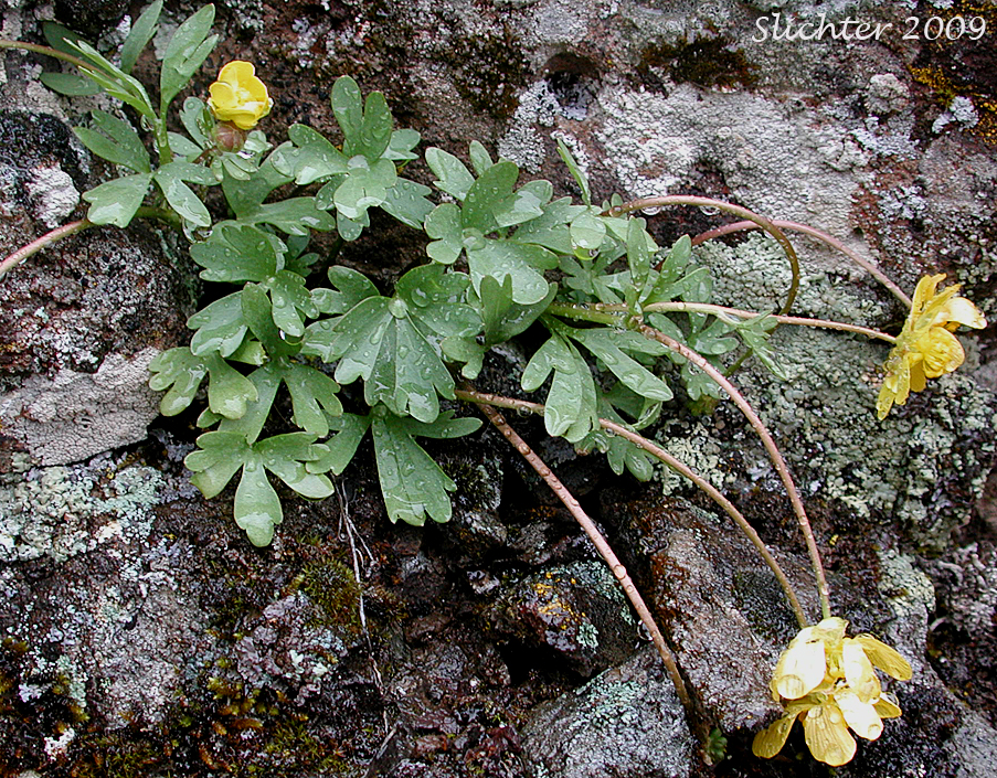 Basalt Buttercup: Ranunculus basalticus