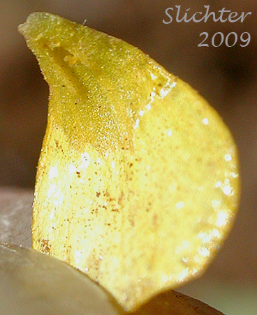 Petal and nectary of Basalt Buttercup: Ranunculus basalticus