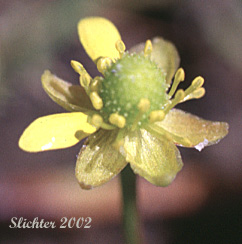 Alkali Buttercup, Seaside Buttercup, Shore Buttercup: Ranunculus cymbalaria (Synonym: Halerpestes cymbalaria, Ranunculus cymbalaria var. alpinus, Ranunculus cymbalaria var. saximontana, Ranunculus cymbalaria var. saximontanus)