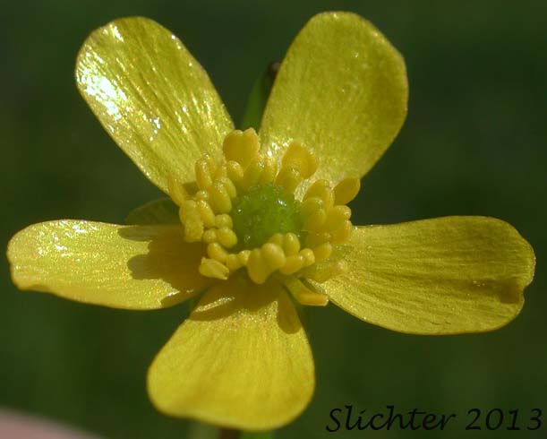 Creeping Buttercup, Greater Creeping Spearwort, Lesser Spearwort, Small Creeping Buttercup: Ranunculus flammula (Synonyms: Ranunculus filiformis, Ranunculus filiformis var. ovalis, Ranunculus flammula var. angustifolius, Ranunculus flammula var. filiformis, Ranunculus flammula var. flammula, Ranunculus flammula var. genuinus, Ranunculus flammula var. intermedia, Ranunculus flammula var. ovalis, Ranunculus flammula var. reptans, Ranunculus flammula var. samolifolius, Ranunculus flammula var. strigulosus, Ranunculus flammula var. unalaschensis, Ranunculus reptans, Ranunculus reptans var. filiformis, Ranunculus reptans var. intermedius, Ranunculus reptans var. ovalis, Ranunculus reptans var. samolifolius, Ranunculus reptans var. strigulosus)