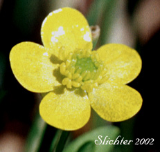 Flower of Creeping Buttercup, Greater Creeping Spearwort, Lesser Spearwort, Small Creeping Buttercup: Ranunculus flammula (Synonyms: Ranunculus filiformis, Ranunculus filiformis var. ovalis, Ranunculus flammula var. angustifolius, Ranunculus flammula var. filiformis, Ranunculus flammula var. flammula, Ranunculus flammula var. genuinus, Ranunculus flammula var. intermedia, Ranunculus flammula var. ovalis, Ranunculus flammula var. reptans, Ranunculus flammula var. samolifolius, Ranunculus flammula var. strigulosus, Ranunculus flammula var. unalaschensis, Ranunculus reptans, Ranunculus reptans var. filiformis, Ranunculus reptans var. intermedius, Ranunculus reptans var. ovalis, Ranunculus reptans var. samolifolius, Ranunculus reptans var. strigulosus)