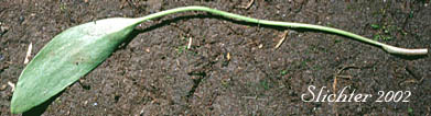 Basal leaf of Creeping Buttercup, Greater Creeping Spearwort, Lesser Spearwort, Small Creeping Buttercup: Ranunculus flammula (Synonyms: Ranunculus filiformis, Ranunculus filiformis var. ovalis, Ranunculus flammula var. angustifolius, Ranunculus flammula var. filiformis, Ranunculus flammula var. flammula, Ranunculus flammula var. genuinus, Ranunculus flammula var. intermedia, Ranunculus flammula var. ovalis, Ranunculus flammula var. reptans, Ranunculus flammula var. samolifolius, Ranunculus flammula var. strigulosus, Ranunculus flammula var. unalaschensis, Ranunculus reptans, Ranunculus reptans var. filiformis, Ranunculus reptans var. intermedius, Ranunculus reptans var. ovalis, Ranunculus reptans var. samolifolius, Ranunculus reptans var. strigulosus)