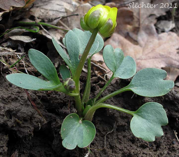 Sagebrush Buttercup, Wax Buttercup: Ranunculus glaberrimus var. glaberrimus (Synonym: Ranunculus glaberrimus var. typicus)