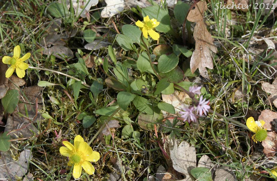 Sagebrush Buttercup, Wax Buttercup: Ranunculus glaberrimus var. glaberrimus (Synonym: Ranunculus glaberrimus var. typicus)