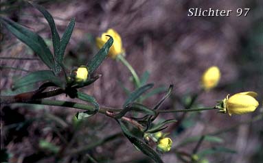 Western Buttercup: Ranunculus occidentalis (Synonyms: Ranunculus eisenii, Ranunculus howellii, Ranunculus occidentalis var. dissectus, Ranunculus occidentalis var. eisenii, Ranunculus occidentalis var. howellii, Ranunculus occidentalis var. occidentalis, Ranunculus occidentalis var. rattanii, Ranunculus occidentalis var. typicus, Ranunculus occidentalis var. ultramontanus)