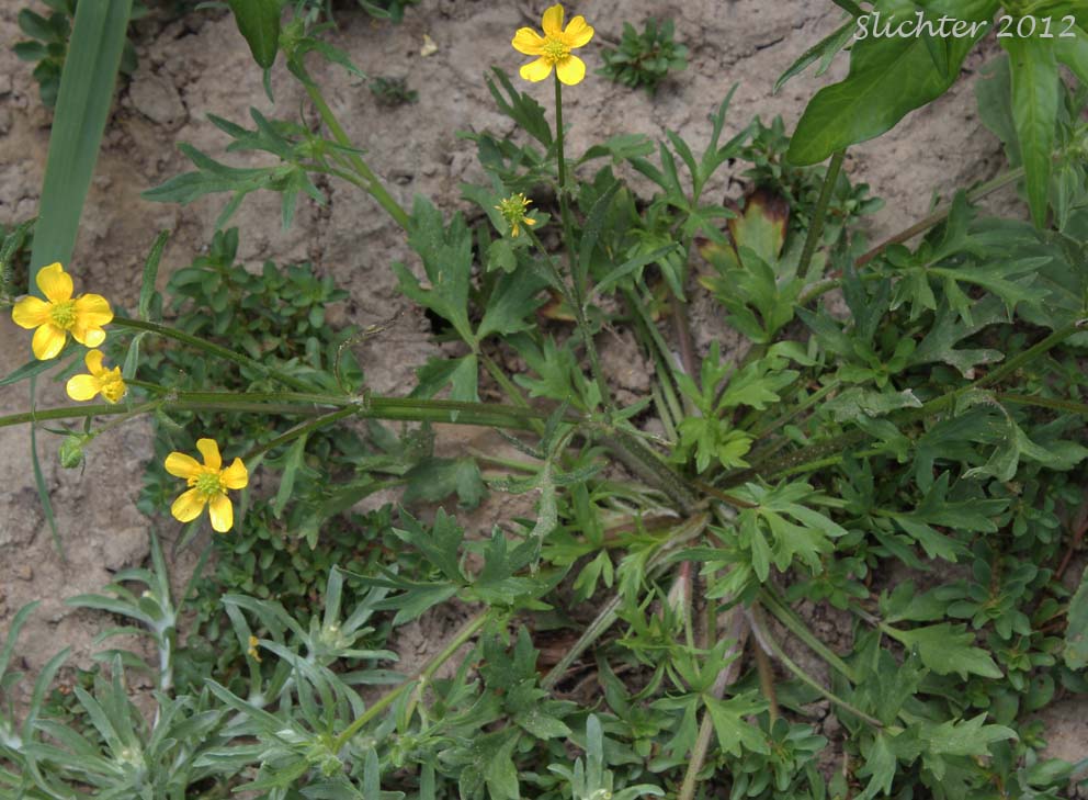 Creeping Buttercup: Ranunculus repens (Synonyms: Ranunculus repens var. glabratus, Ranunculus repens var. pleniflorus, Ranunculus repens var. repens)