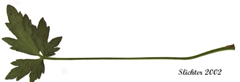 Stem leaf of Creeping Buttercup: Ranunculus repens (Synonyms: Ranunculus repens var. glabratus, Ranunculus repens var. pleniflorus, Ranunculus repens var. repens)