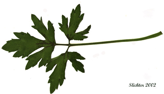 Dorsal leaf surface of Creeping Buttercup: Ranunculus repens (Synonyms: Ranunculus repens var. glabratus, Ranunculus repens var. pleniflorus, Ranunculus repens var. repens)
