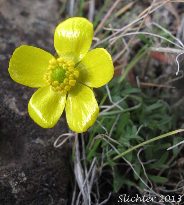Dalles Mountain Buttercup, Obscure Buttercup: Ranunculus triternatus (Synonyms: Ranunculus glaberrimus var. reconditus, Ranunculus reconditus)