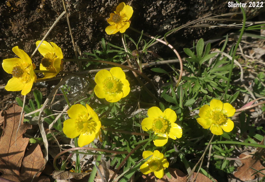 Dalles Mountain Buttercup, Obscure Buttercup: Ranunculus triternatus (Synonyms: Ranunculus glaberrimus var. reconditus, Ranunculus reconditus)