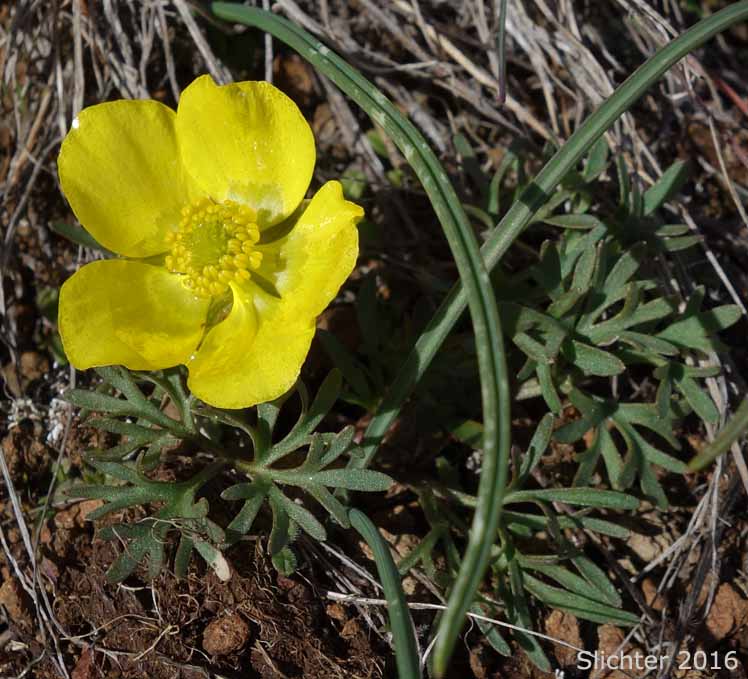 Dalles Mountain Buttercup, Obscure Buttercup: Ranunculus triternatus (Synonyms: Ranunculus glaberrimus var. reconditus, Ranunculus reconditus)