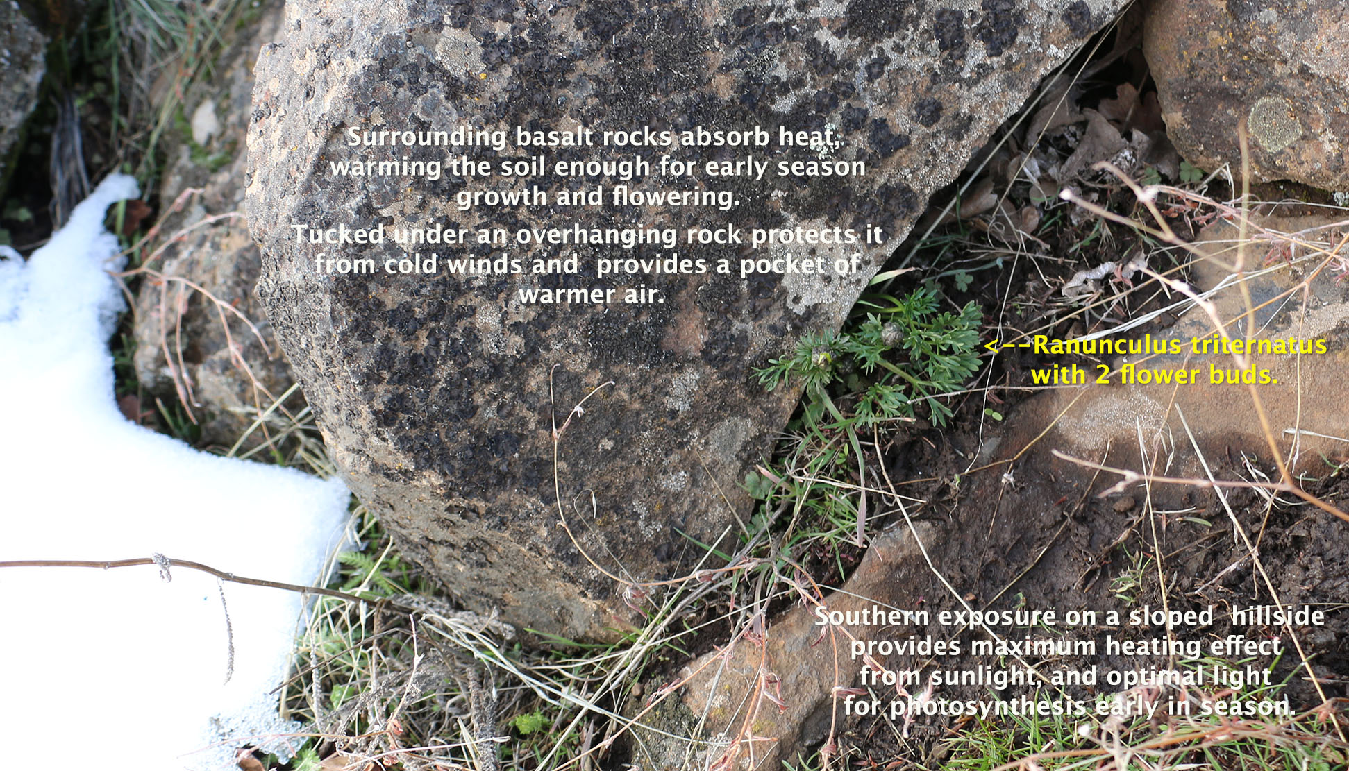 Dalles Mountain Buttercup, Obscure Buttercup: Ranunculus triternatus (Synonyms: Ranunculus glaberrimus var. reconditus, Ranunculus reconditus)