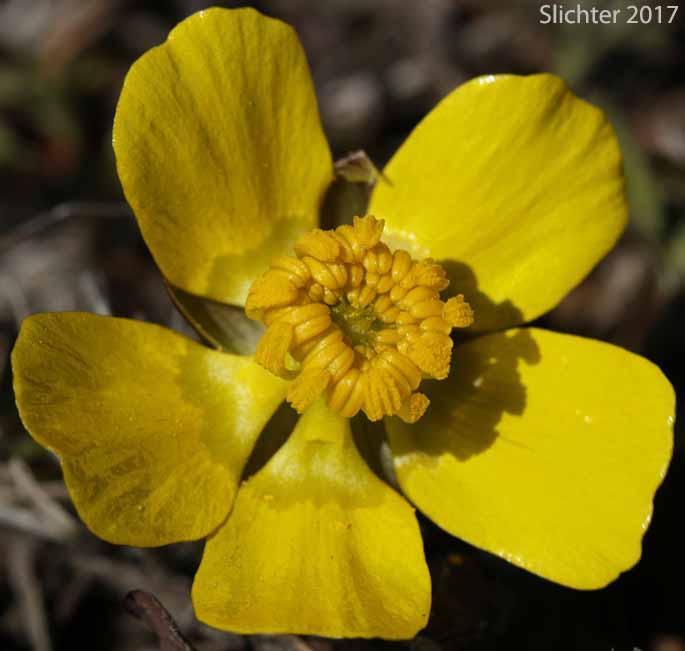 Dalles Mountain Buttercup, Obscure Buttercup: Ranunculus triternatus (Synonyms: Ranunculus glaberrimus var. reconditus, Ranunculus reconditus)