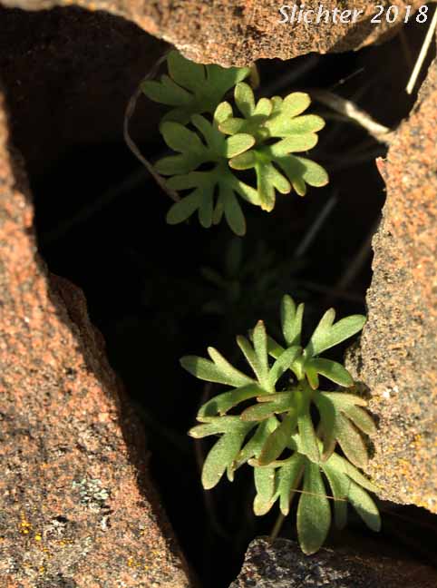 Dalles Mountain Buttercup, Obscure Buttercup: Ranunculus triternatus (Synonyms: Ranunculus glaberrimus var. reconditus, Ranunculus reconditus)