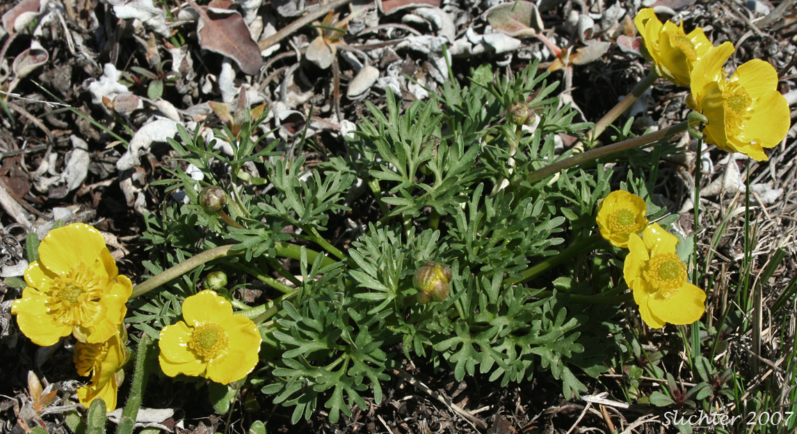 Dalles Mountain Buttercup, Obscure Buttercup: Ranunculus triternatus (Synonyms: Ranunculus glaberrimus v. reconditus, Ranunculus reconditus)