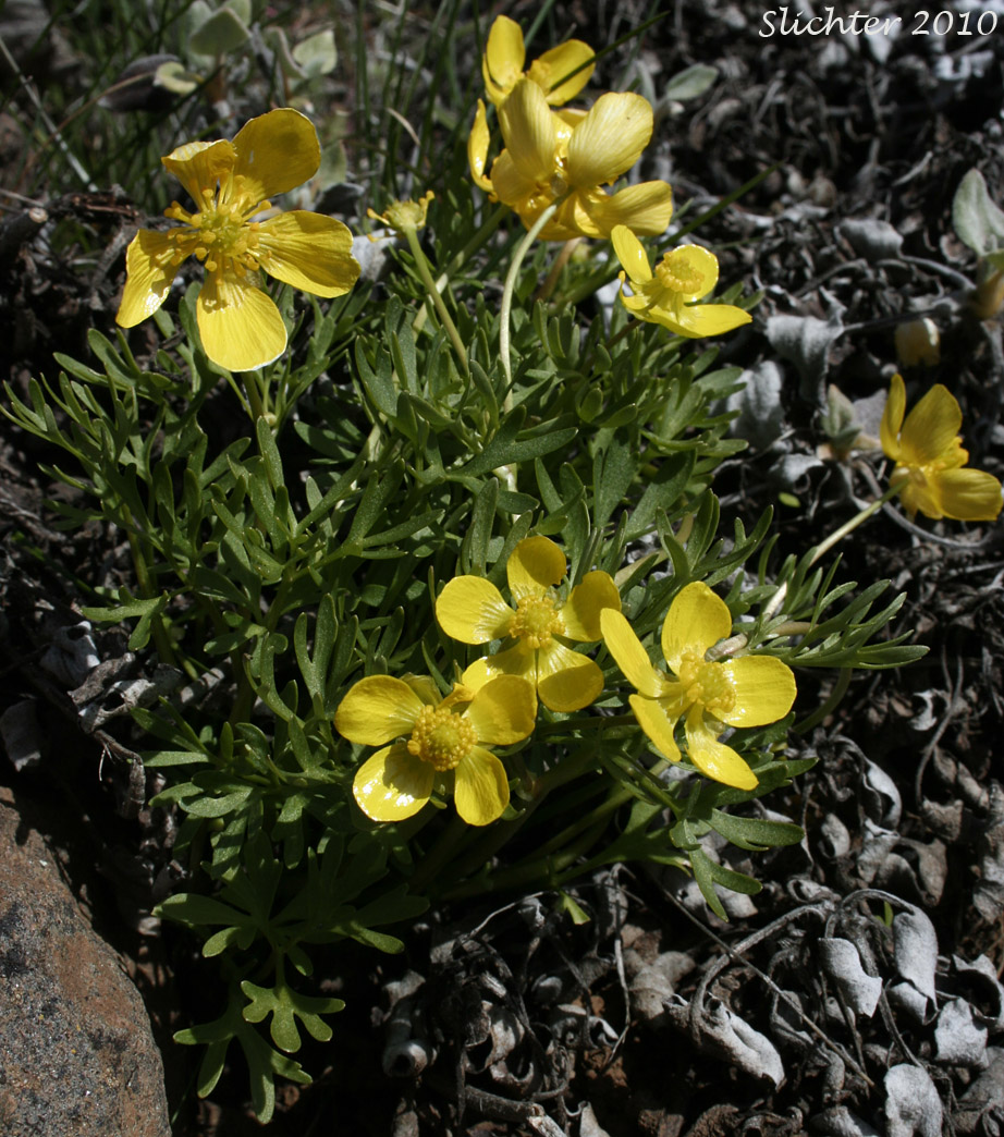 Dalles Mountain Buttercup, Obscure Buttercup: Ranunculus triternatus (Synonyms: Ranunculus glaberrimus var. reconditus, Ranunculus reconditus)
