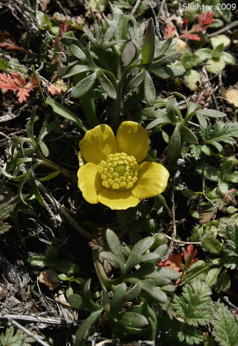 Dalles Mountain Buttercup, Obscure Buttercup: Ranunculus triternatus (Synonyms: Ranunculus glaberrimus v. reconditus, Ranunculus reconditus)