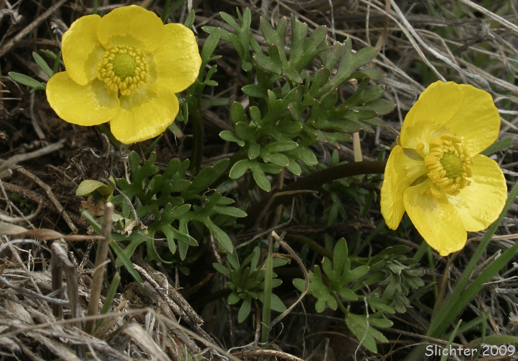 Dalles Mountain Buttercup, Obscure Buttercup: Ranunculus triternatus (Synonyms: Ranunculus glaberrimus v. reconditus, Ranunculus reconditus)