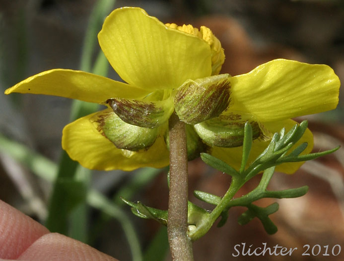Sepals and stem leaf of Dalles Mountain Buttercup, Obscure Buttercup: Ranunculus triternatus (Synonyms: Ranunculus glaberrimus v. reconditus, Ranunculus reconditus)