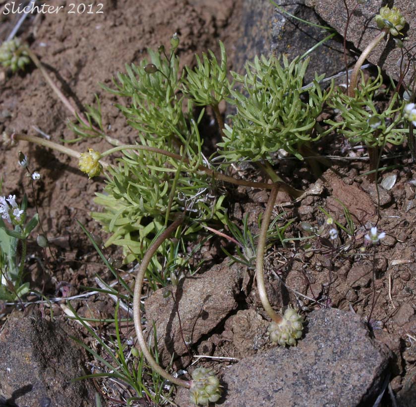 Dalles Mountain Buttercup, Obscure Buttercup: Ranunculus triternatus (Synonyms: Ranunculus glaberrimus var. reconditus, Ranunculus reconditus)
