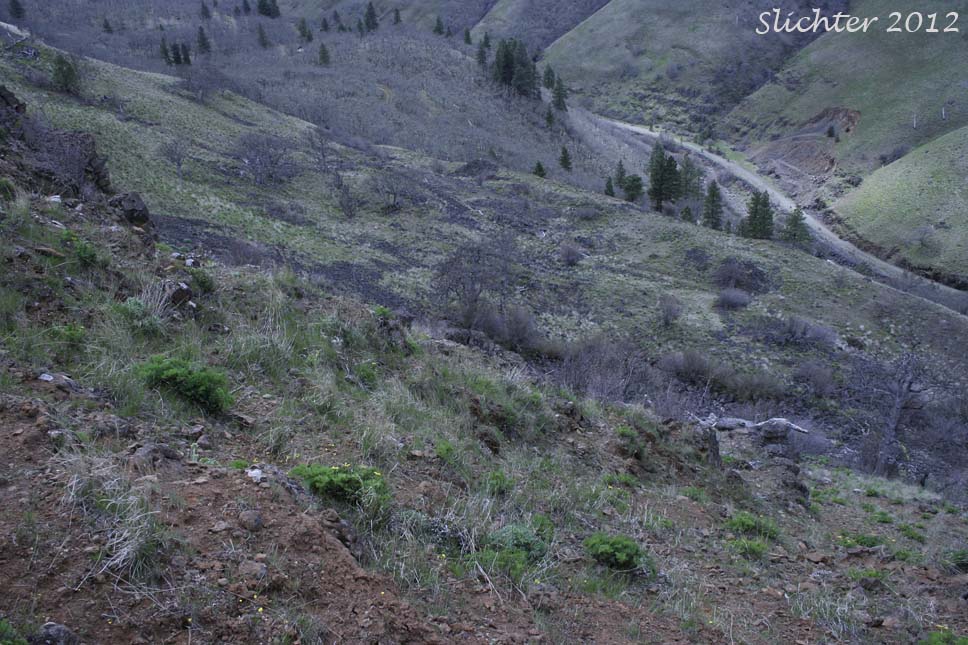 Habitat of Dalles Mountain Buttercup, Obscure Buttercup: Ranunculus triternatus (Synonyms: Ranunculus glaberrimus var. reconditus, Ranunculus reconditus)