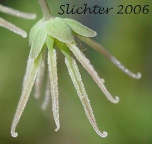Female flower of Western Meadowrue, Western Meadow-rue, Western Meadow Rue: Thalictrum occidentale (Synoyms: Thalictrum breitungii, Thalictrum occidentale var. macounii, Thalictrum occidentale var. megacarpum, Thalictrum occidentale, var. occidentale, Thalictrum occidentale var. palousense)
