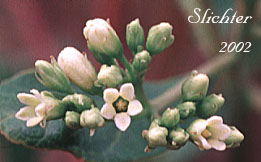 Inflorescence of Hemp Dogbane, Common Dogbane: Apocynum cannabinum (Synonyms: Apocynum cannabinum var. angustifolium, Apocynum cannabinum var. glaberrimum, Apocynum cannabinum var. greeneanum, Apocynum cannabinum var. hypericifolium, Apocynum cannabinum var. nemorale, Apocynum cannabinum var. pubescens, Apocynum cannabinum var. suksdorfii, Apocynum hypericifolium, Apocynum pubescens, Apocynum sibiricum, Apocynum sibiricum var. cordigerum, Apocynum sibiricum var. farwellii, Apocynum sibiricum var. salignum, Apocynum suksdorfii, Apocynum suksdorfii var. angustifolium)