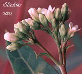 Hemp Dogbane: Apocynum cannabinum