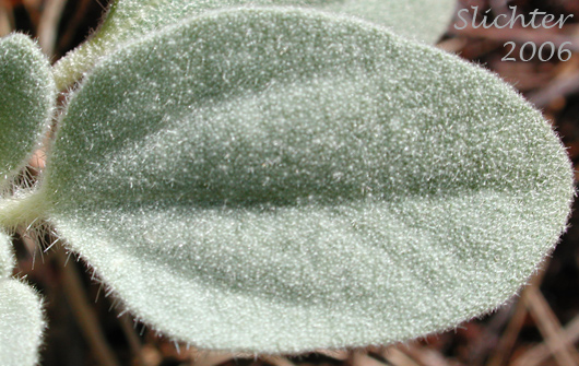 Leaf of Doveweed, Fish Poison, Turkey Mullein: Croton setiger (Synonym:s: Croton setigerus, Eremocarpus setigerus)