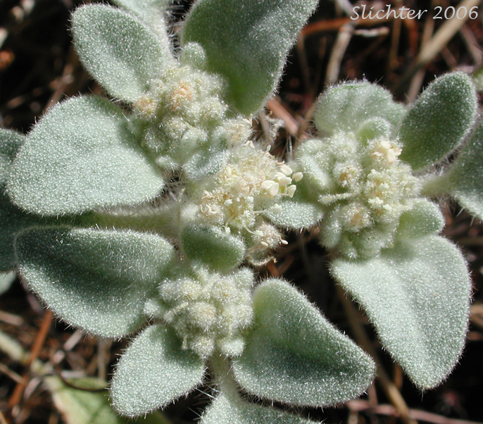 Doveweed, Fish Poison, Turkey Mullein: Croton setiger (Synonym:s: Croton setigerus, Eremocarpus setigerus)