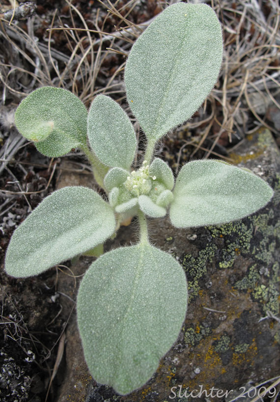 Doveweed, Fish Poison, Turkey Mullein: Croton setiger (Synonym:s: Croton setigerus, Eremocarpus setigerus)