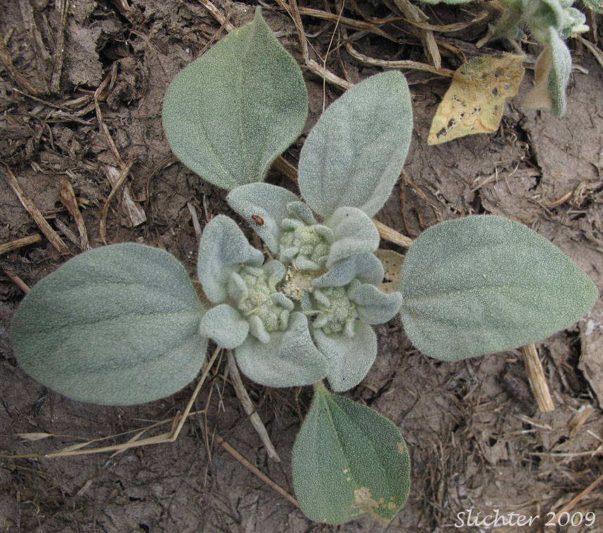 Doveweed, Fish Poison, Turkey Mullein: Croton setiger (Synonym:s: Croton setigerus, Eremocarpus setigerus)
