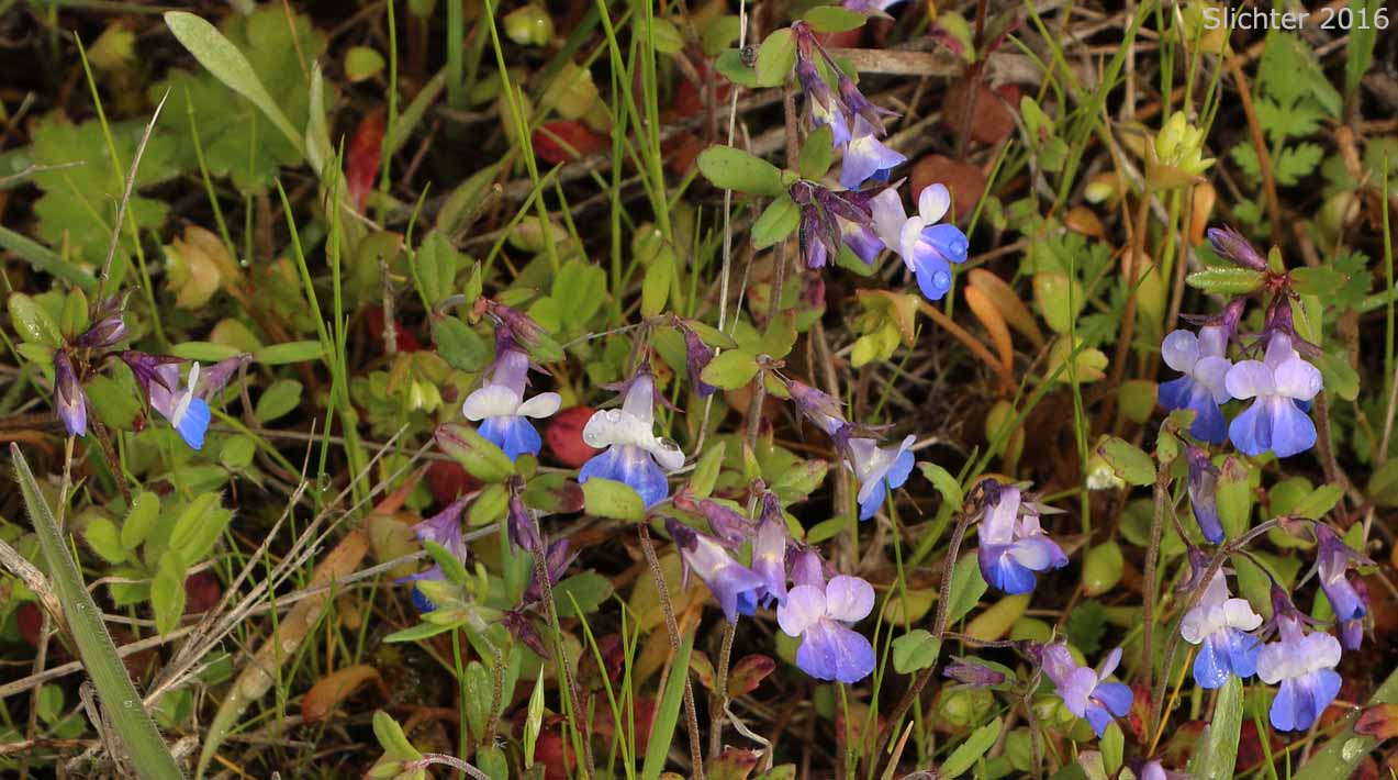 Blue-lips Blue-eyed Mary, Giant Blue-eyed Mary, Large-flowered Blue-eyed Mary: Collinsia grandiflora (Synonym: Collinsia parviflora var. grandiflora)