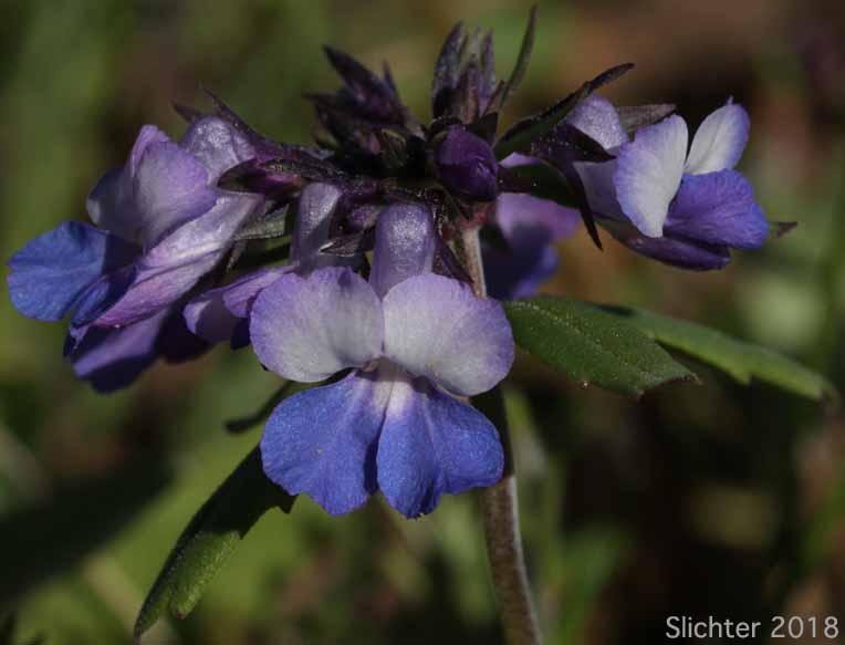 Inflorescence of Blue-lips Blue-eyed Mary, Giant Blue-eyed Mary, Large-flowered Blue-eyed Mary: Collinsia grandiflora (Synonym: Collinsia parviflora var. grandiflora)