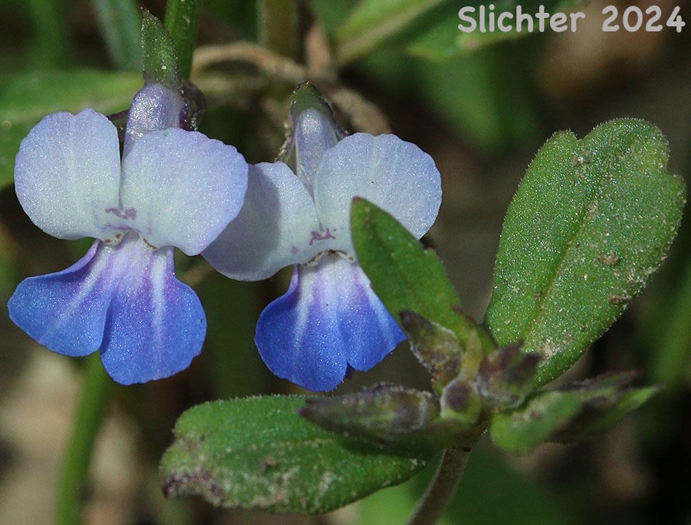 Blue-lips Blue-eyed Mary, Giant Blue-eyed Mary, Large-flowered Blue-eyed Mary: Collinsia grandiflora (Synonym: Collinsia parviflora var. grandiflora)