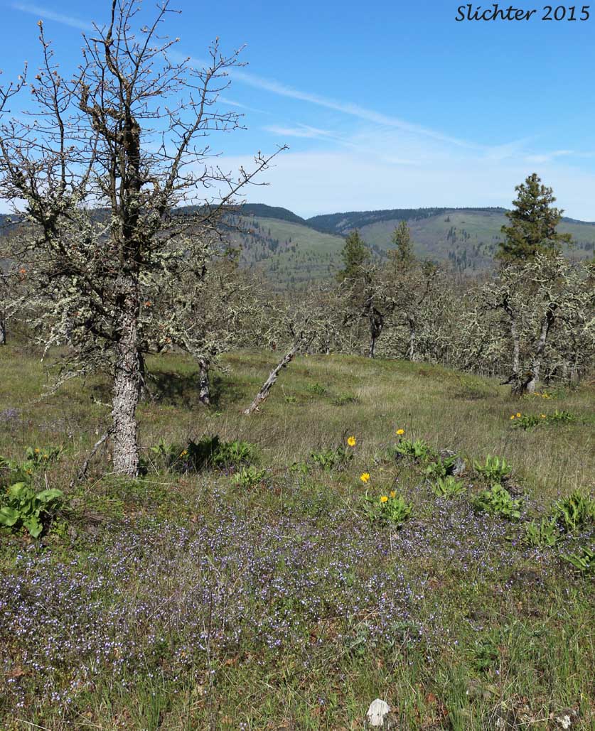Habitat of Blue-lips Blue-eyed Mary, Giant Blue-eyed Mary, Large-flowered Blue-eyed Mary: Collinsia grandiflora (Synonym: Collinsia parviflora var. grandiflora)
