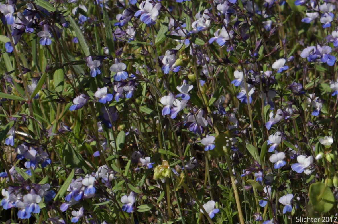 Blue-lips Blue-eyed Mary, Giant Blue-eyed Mary, Large-flowered Blue-eyed Mary: Collinsia grandiflora (Synonym: Collinsia parviflora var. grandiflora)