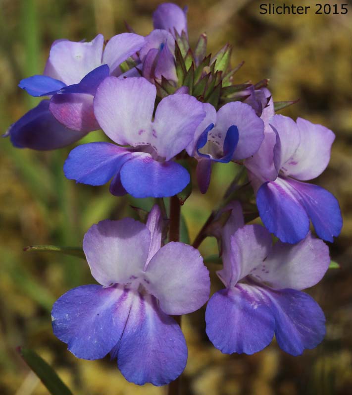 Blue-lips Blue-eyed Mary, Giant Blue-eyed Mary, Large-flowered Blue-eyed Mary: Collinsia grandiflora (Synonym: Collinsia parviflora var. grandiflora)