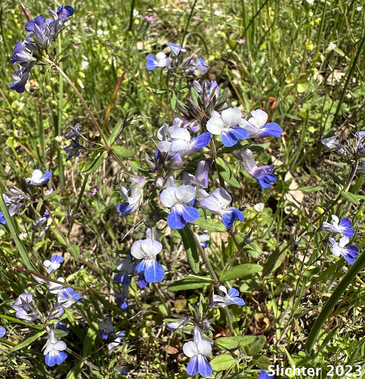 Blue-lips Blue-eyed Mary, Giant Blue-eyed Mary, Large-flowered Blue-eyed Mary: Collinsia grandiflora (Synonym: Collinsia parviflora var. grandiflora)