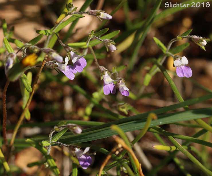 Rattan's Blue-eyed Mary, Rattan's Collinsia, Sticky Blue-eyed Mary: Collinsia rattanii (Synonyms: Collinsia rattanii ssp. glandulosa, Collinsia rattanii ssp. rattanii)