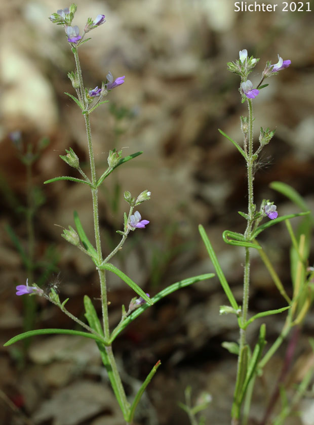 Rattan's Blue-eyed Mary, Rattan's Collinsia, Sticky Blue-eyed Mary: Collinsia rattanii (Synonyms: Collinsia rattanii ssp. glandulosa, Collinsia rattanii ssp. rattanii)