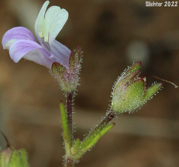 Flower of Rattan's Blue-eyed Mary, Rattan's Collinsia, Sticky Blue-eyed Mary: Collinsia rattanii (Synonyms: Collinsia rattanii ssp. glandulosa, Collinsia rattanii ssp. rattanii)