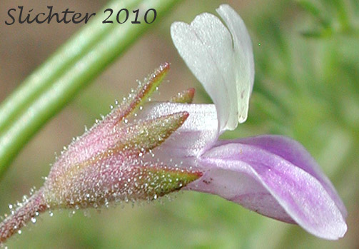 Sideview of the calyx and corolla of Rattan's Blue-eyed Mary: Collinsia rattanii (Synonyms: Collinsia rattanii ssp. glandulosa, Collinsia rattanii ssp. rattanii)