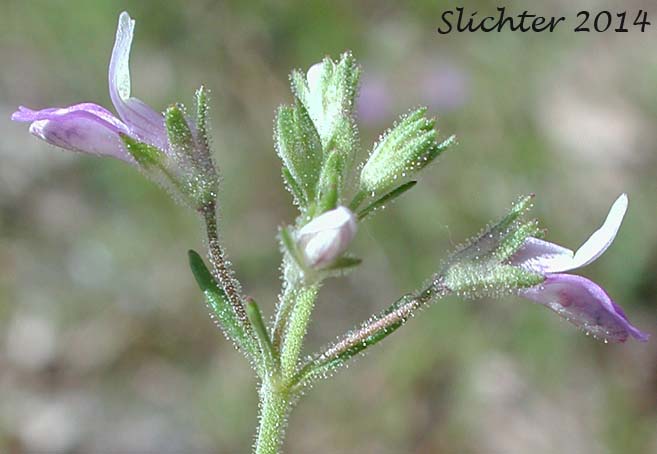 Rattan's Blue-eyed Mary: Collinsia rattanii (Synonyms: Collinsia rattanii ssp. glandulosa, Collinsia rattanii ssp. rattanii)