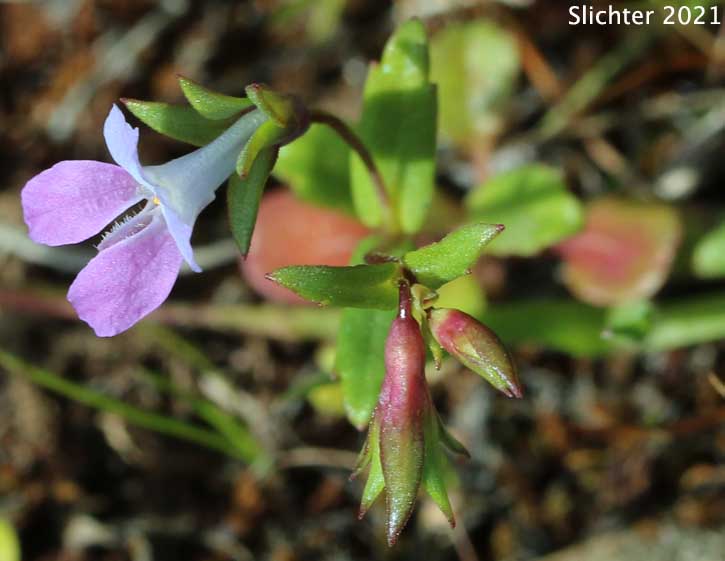 Few-flowered Blue-eyed Mary, Mrs. Bruce's Blue-eyed Mary, Spinster's Blue-eyed Mary: Collinsia sparsiflora var. bruceae (Synonyms: Collinsia bruceae, Collinsia sparsiflora var. bruciae)